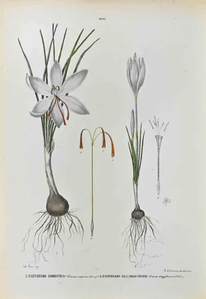 Vincenzo Tenore, The Irises, Lithograph, 1870s