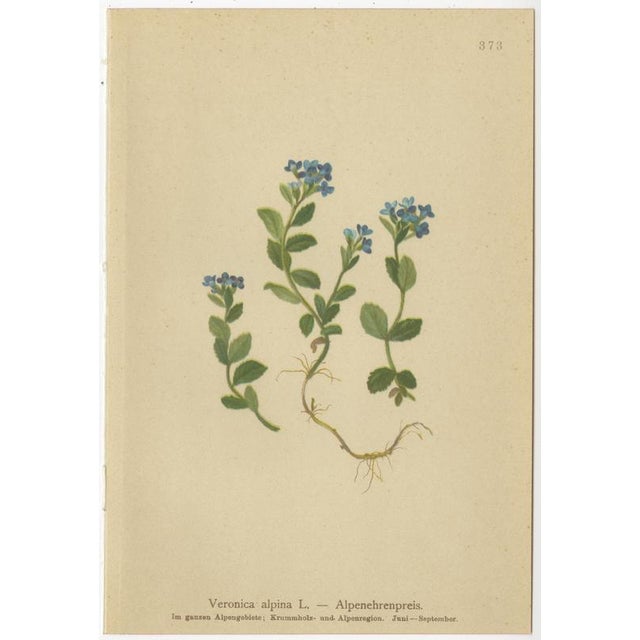 After Anton Hartinger, Alpine Speedwell and Wulfenia Botanical Plates, 1897, Prints, Set of 8 For Sale - Image 6 of 12