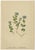 After Anton Hartinger, Alpine Speedwell and Wulfenia Botanical Plates, 1897, Prints, Set of 8 For Sale - Image 6 of 12