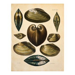Mussel, Clam, and Oyster Shells | Original Hand-Colored Shell Engraving – Captain Thomas Brown, Plate XXX | C. 1840 For Sale