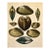 Mussel, Clam, and Oyster Shells | Original Hand-Colored Shell Engraving – Captain Thomas Brown, Plate XXX | C. 1840 For Sale