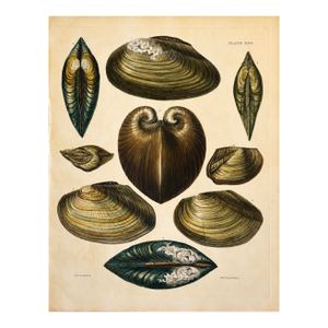 Mussel, Clam, and Oyster Shells | Original Hand-Colored Shell Engraving – Captain Thomas Brown, Plate XXX | C. 1840