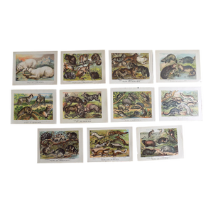 Antique 19th Century Lithographs - Animals/Fauna - Set of 11