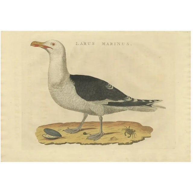Sepp & Nozeman, Great Black-Backed Gull, 1829, Paper For Sale - Image 10 of 10
