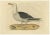 Sepp & Nozeman, Great Black-Backed Gull, 1829, Paper For Sale - Image 10 of 10