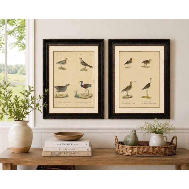 Brodtmann, Shorebirds, Jacana & Water Rail Pair, Hand-Colored Lithographs, 1816, Set of 2 For Sale - Image 9 of 12