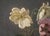 Impressionist Poppy and Anemone Still Life Floral Study in Oil on Linen by Karl Harald Alfred Broge For Sale - Image 3 of 10