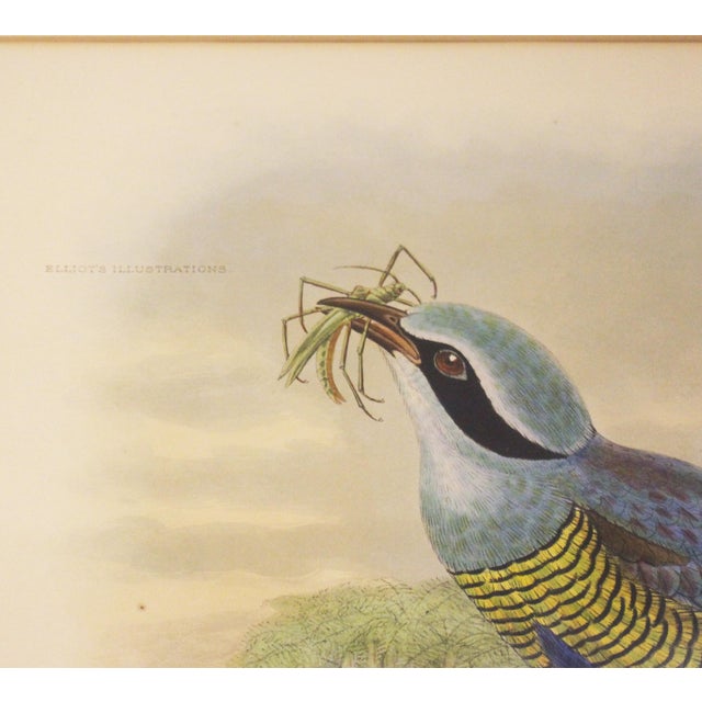 Circa 1893-1895 English Framed Lithograph of the Eucichla Ellioti by William Matthew Hart For Sale - Image 4 of 8