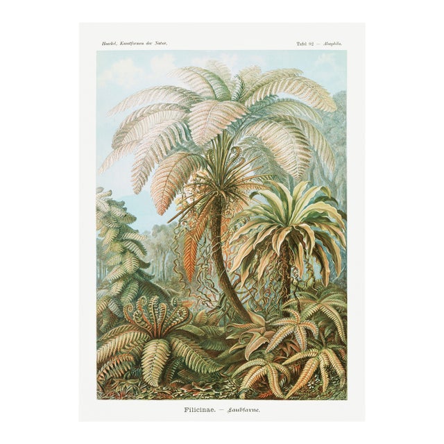 Botanical Art Print Reproduction, Vintage Fern and Palm Tree Illustration, 40" X 60" For Sale