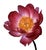 Scarlet O’Hara Peony by Michael Zeppetello A photograph of a Scarlet O’hara Peony by Michael Zeppetello in a custom wood...
