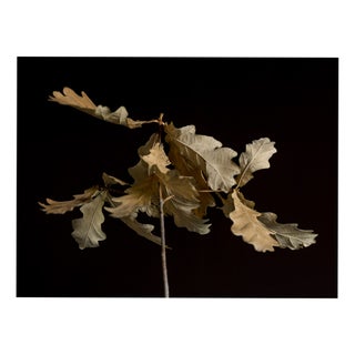 Guy Sargent, Oak Leaves, Archival Pigment Print For Sale