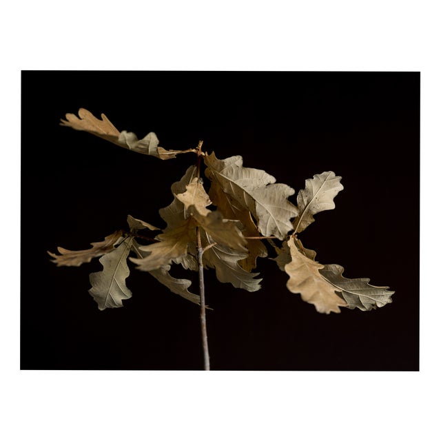 Guy Sargent, Oak Leaves, Archival Pigment Print For Sale