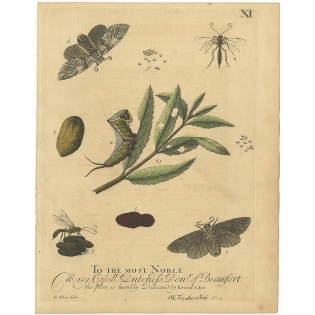 Albin, Hawk & Tiger Moths Hummingbird Hawk, Garden Tiger, 1720, Prints, Set of 4 For Sale - Image 4 of 10