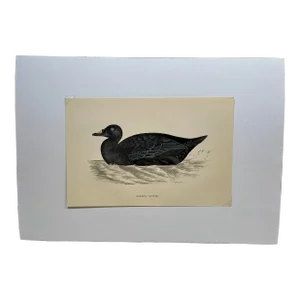 Antique Hand Tinted Bird Print From England Featuring a Black Common Scoter - Circa 1888
