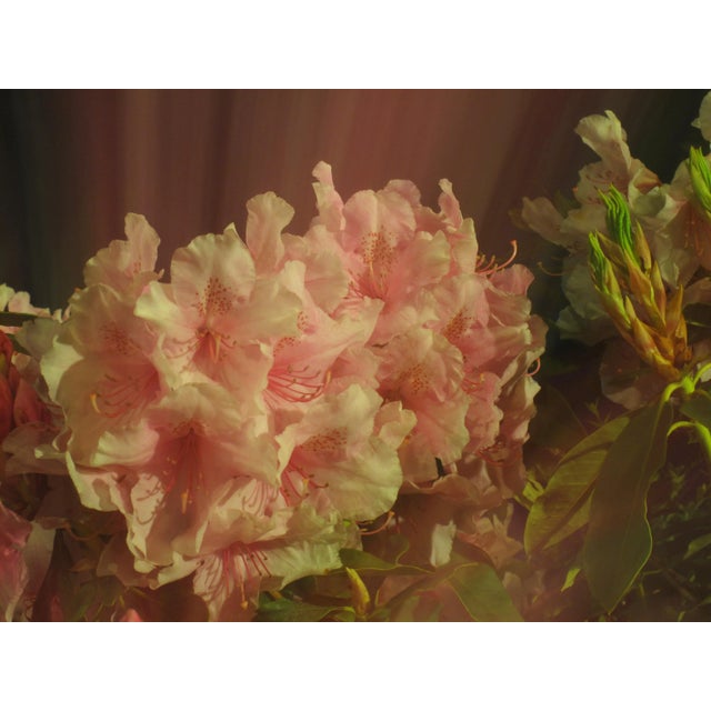 Contemporary Abstract Flower Photographic Print For Sale