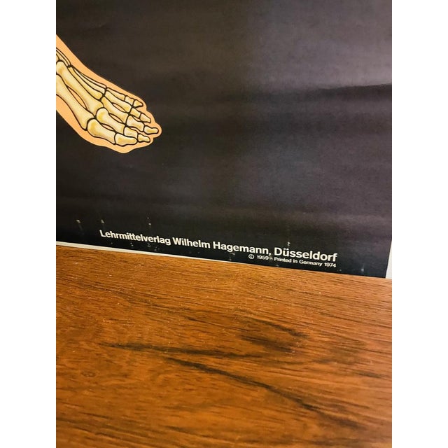 Vintage Teaching Board The Skeleton of Man by Prof. Dr. Med. W. Blotevoge for Hagemann, 1974 For Sale - Image 4 of 11