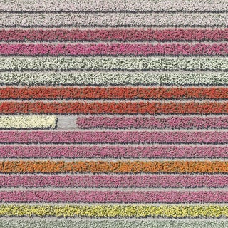 "AV_Tulip_Fields_028" Contemporary Aerial View Limited Edition Photograph by Bernhard Lang For Sale