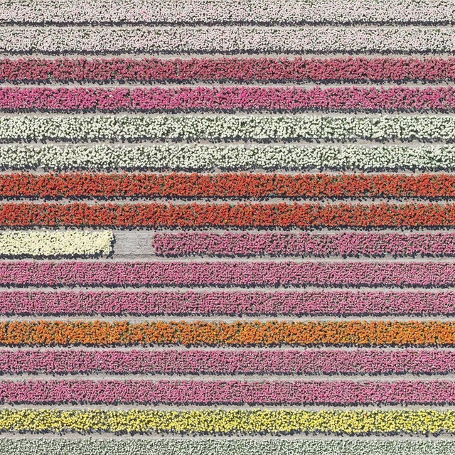 "AV_Tulip_Fields_028" Contemporary Aerial View Limited Edition Photograph by Bernhard Lang For Sale