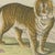 Green Antique Tiger and Puma Print with Wildcat and Martens, 1890 For Sale - Image 8 of 12