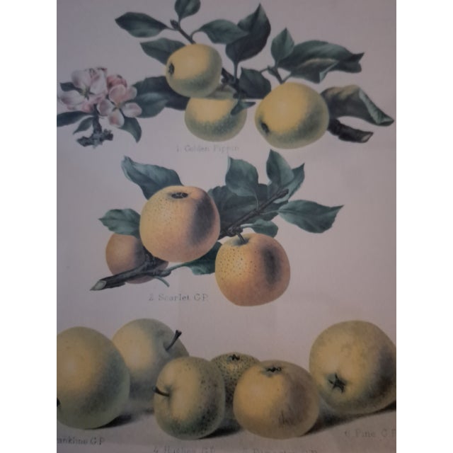 Bountiful Fruit - 4 Prints Mounted and Framed For Sale - Image 10 of 12