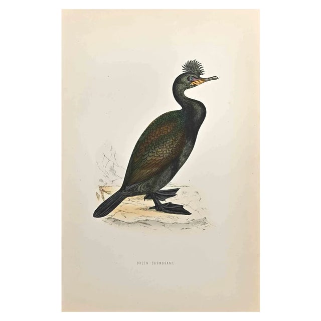 Alexander Francis Lydon, Green Cormorant, Woodcut Print, 1870 For Sale