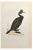 Alexander Francis Lydon, Green Cormorant, Woodcut Print, 1870 For Sale