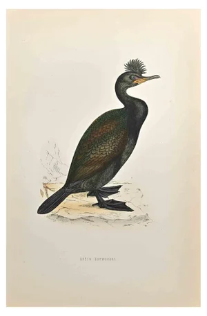 Alexander Francis Lydon, Green Cormorant, Woodcut Print, 1870