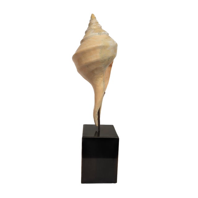 Campaign Syrinx Aruanus Australian Trumpet Conch Shell on Stand For Sale - Image 3 of 6