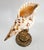 Seashell Shell Sculpture Specimen on Antique Koi Fish For Sale In Miami - Image 6 of 10
