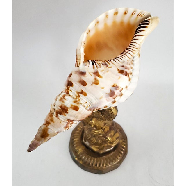 Seashell Shell Specimen Sculpture on Antique Brass Koi Fish Base For Sale In Miami - Image 6 of 10