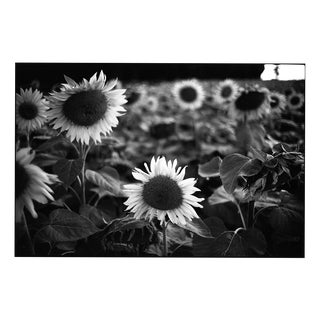 Paul Cooklin, Sunflowers, Couziers, France, Edition of 50 For Sale