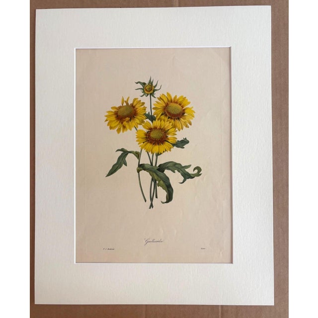 Realism Vintage Pierre-Josephe Redouté Print in 16x20 Mat: Gailliardia, Blanket Flower For Sale - Image 3 of 3