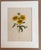 Realism Vintage Pierre-Josephe Redouté Print in 16x20 Mat: Gailliardia, Blanket Flower For Sale - Image 3 of 3
