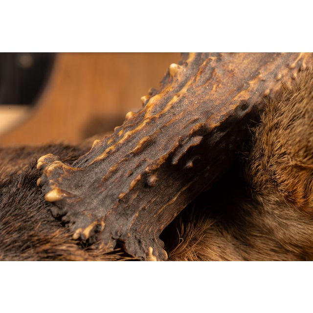 White Tailed Deer Buck Taxidermy Shoulder Mount For Sale - Image 4 of 9