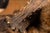 White Tailed Deer Buck Taxidermy Shoulder Mount For Sale - Image 4 of 9