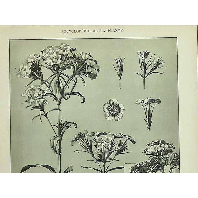 1900 - 1909 1902 -Set of 3 Antique French Botanicals- Ivy, Fushia, Sweet William, Documentation For Sale - Image 5 of 14