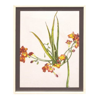 Freesia - Botanical Study by Deborah Eddy For Sale