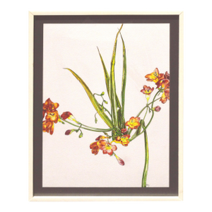 Freesia - Botanical Study by Deborah Eddy