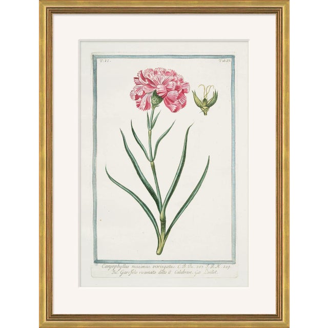 Hortus Romanus 1772-1793 XIV Framed Art Print For Sale