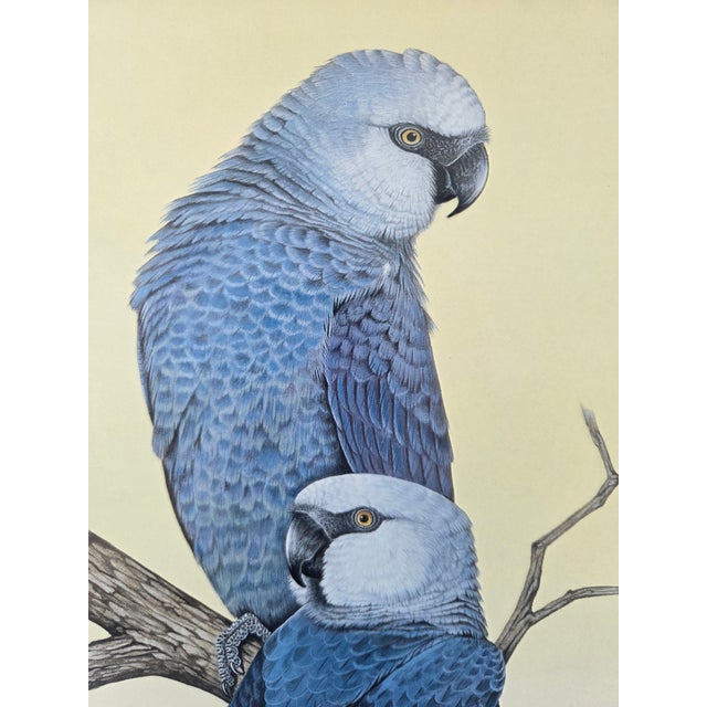 Contemporary Mid-Century Modern 1988 Eric Peake Spix's Macaw Signed Limited Edition Print For Sale - Image 3 of 9