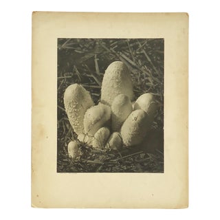 1943 Leo Hickethier "Fairy Castles" Black and White Photograph of Mushrooms For Sale