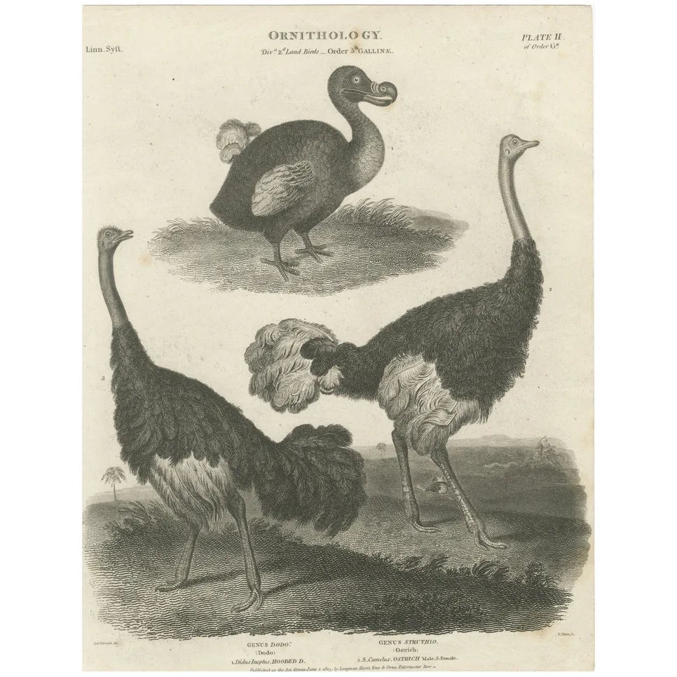 After Sydenham Edwards, Extinct Dodo and an Ostrich, 1805, Copperplate ...