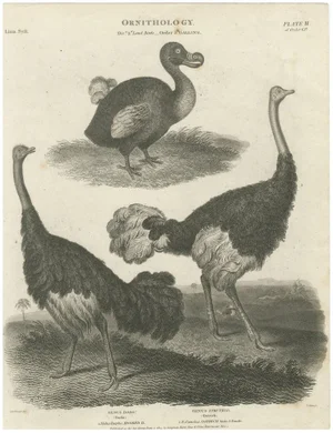After Sydenham Edwards, Extinct Dodo and an Ostrich, 1805, Copperplate Engraving