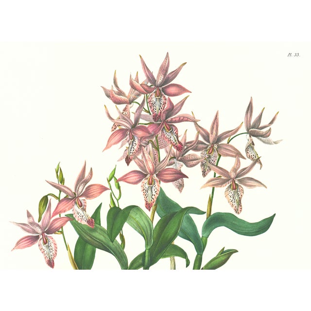 Limited edition reproduction print of one of the most famous botanical works ever produced, "The Orchidaceae of Mexico and...
