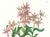 Limited edition reproduction print of one of the most famous botanical works ever produced, "The Orchidaceae of Mexico and...