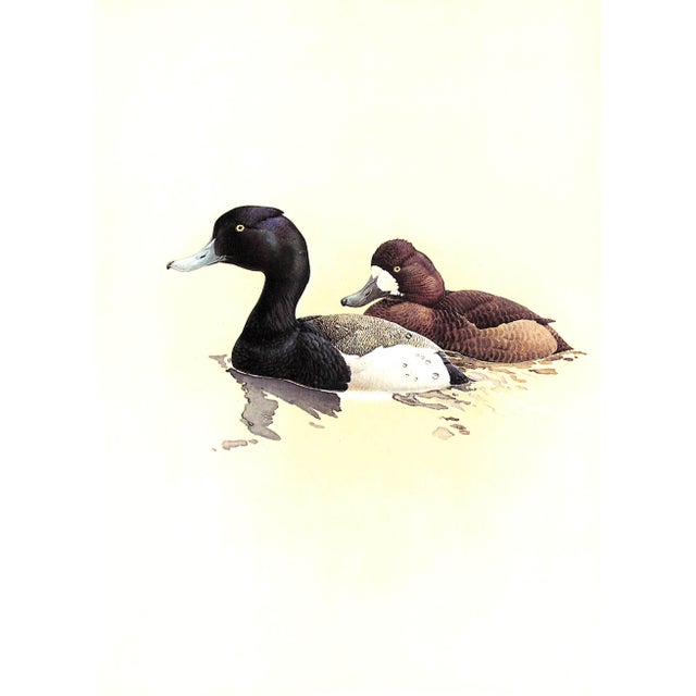 White "Birds of the Northern Forest" Book 1966 Livingston, John A. For Sale - Image 8 of 11