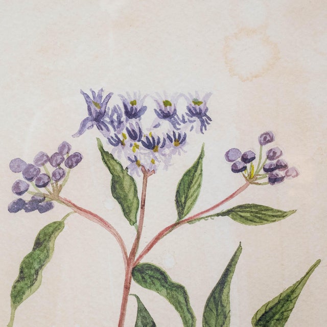 Illustration Framed "Common Wild Flower" Signed and Dated For Sale - Image 3 of 8