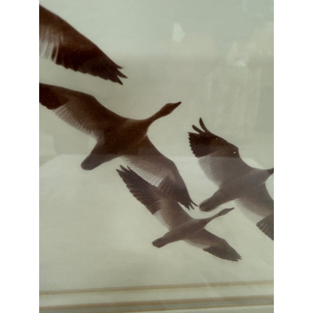Off-white Lee Mann "Snow Geese in Flight" Original Photographic, Framed For Sale - Image 8 of 12