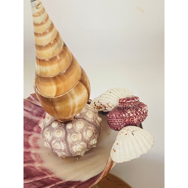 1960s Antique Sea Shells Assemblage Art For Sale - Image 5 of 5
