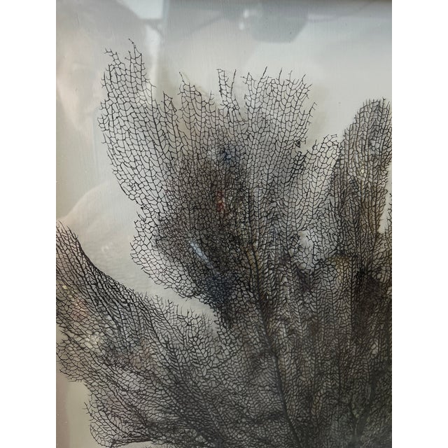 2010s Framed Natural Black Sea Fan For Sale - Image 5 of 6